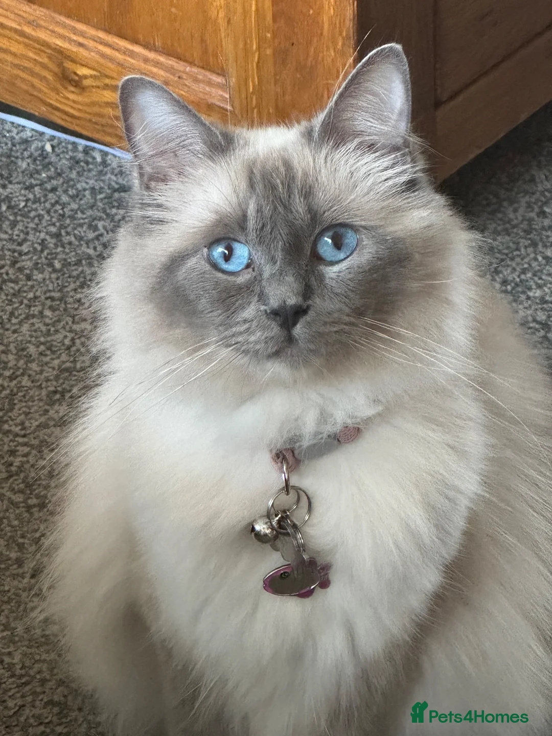 Ragdoll cats for sale: 3 Ragdoll boys  - Advert 1