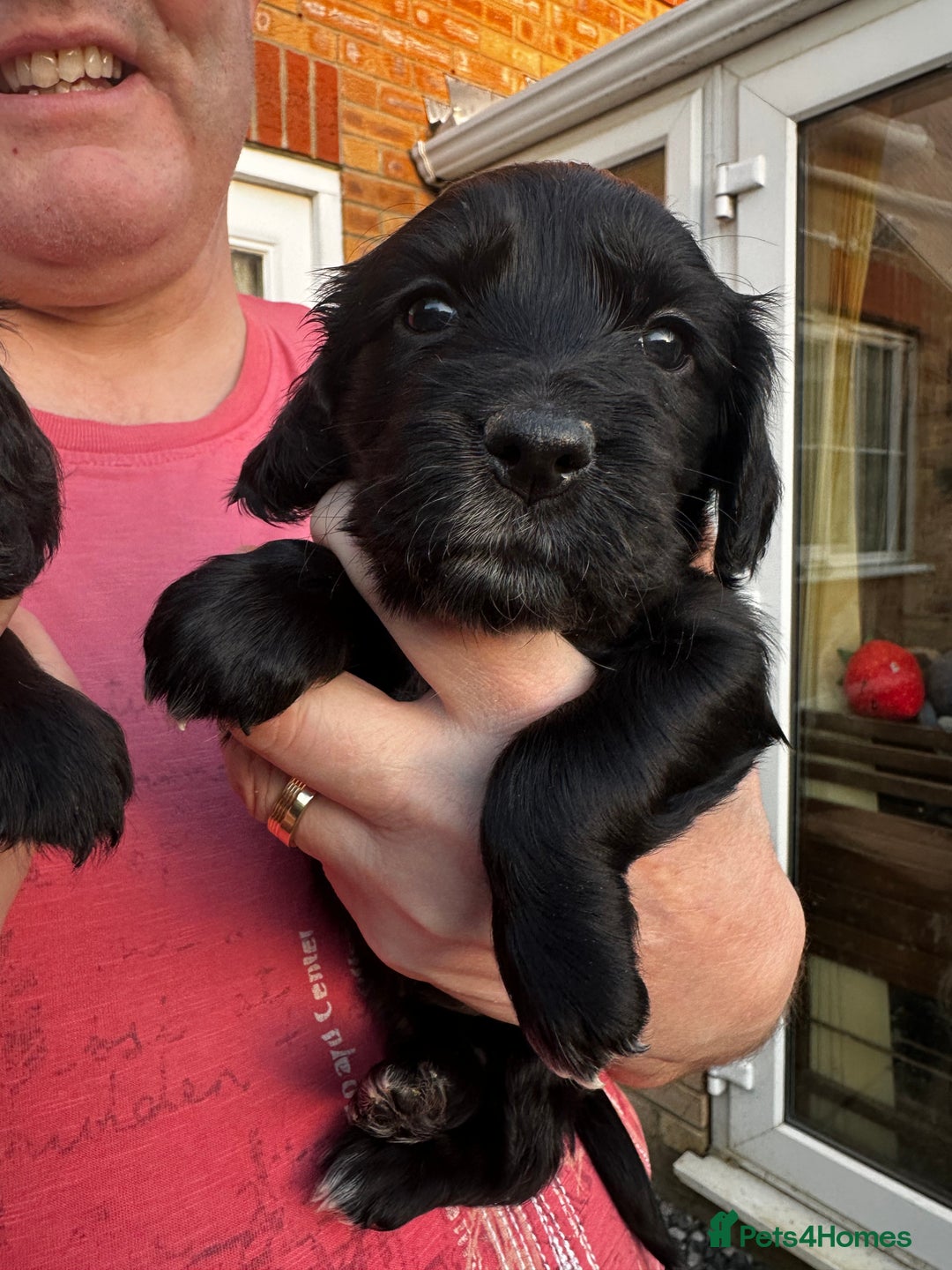 Cocker Spaniel dogs for sale: 🐾Adorable Cocker Spaniel puppies all now sold🐾 - Advert 4