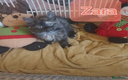 Mixed Breed cats for sale: Beautiful kittens - Image 7