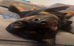 Rottweiler dogs for sale: Female Rottweiler  - Image 9