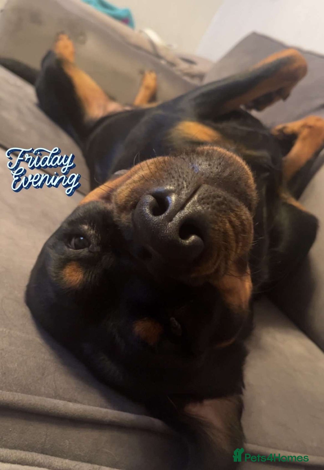 Rottweiler dogs for sale: Female Rottweiler  - Image 9
