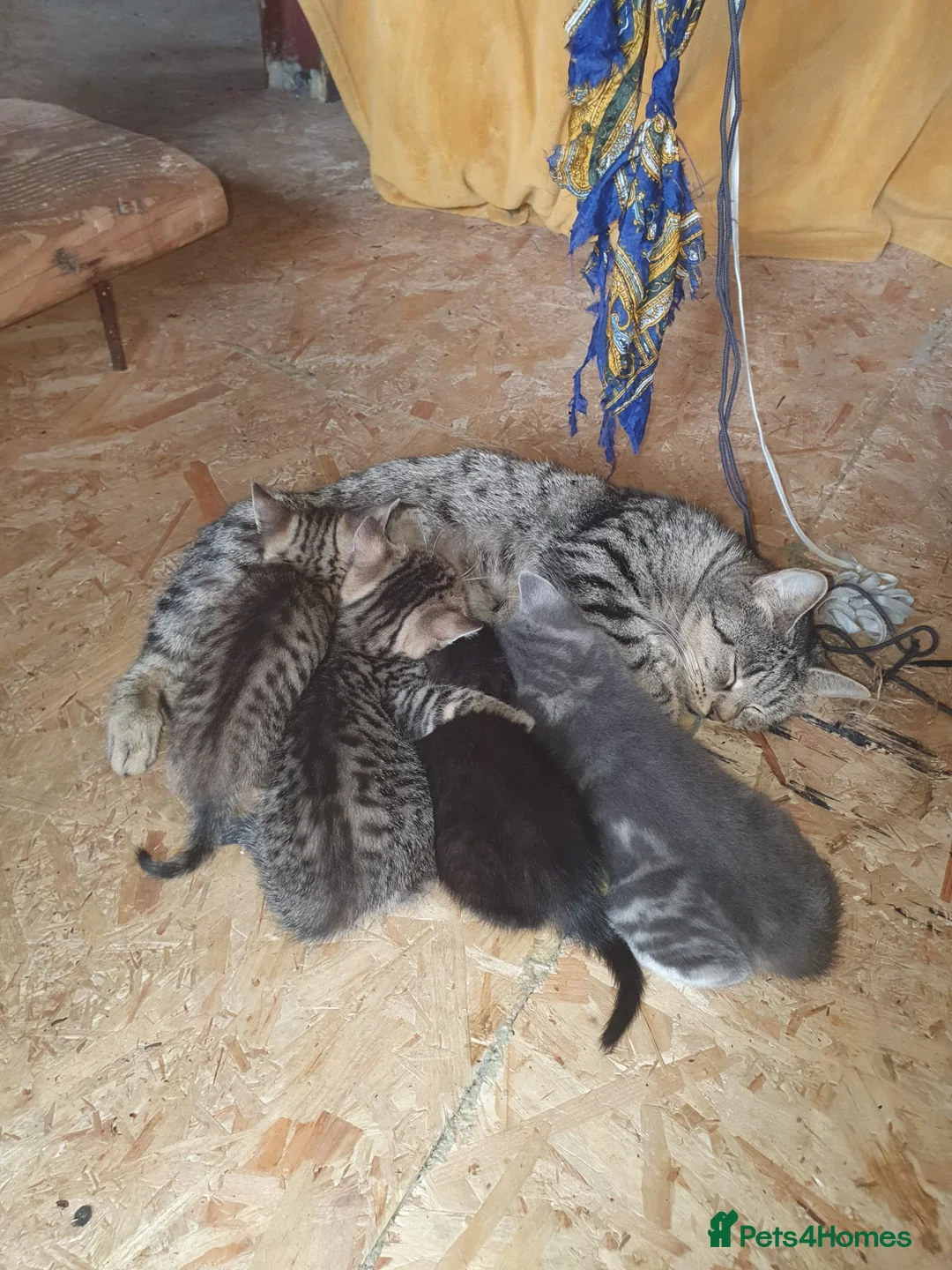 Mixed Breed cats for sale: Bengal x British Short Hair  - Advert 2
