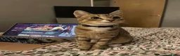 Mixed Breed cats for sale: Tabby male  - Advert 4
