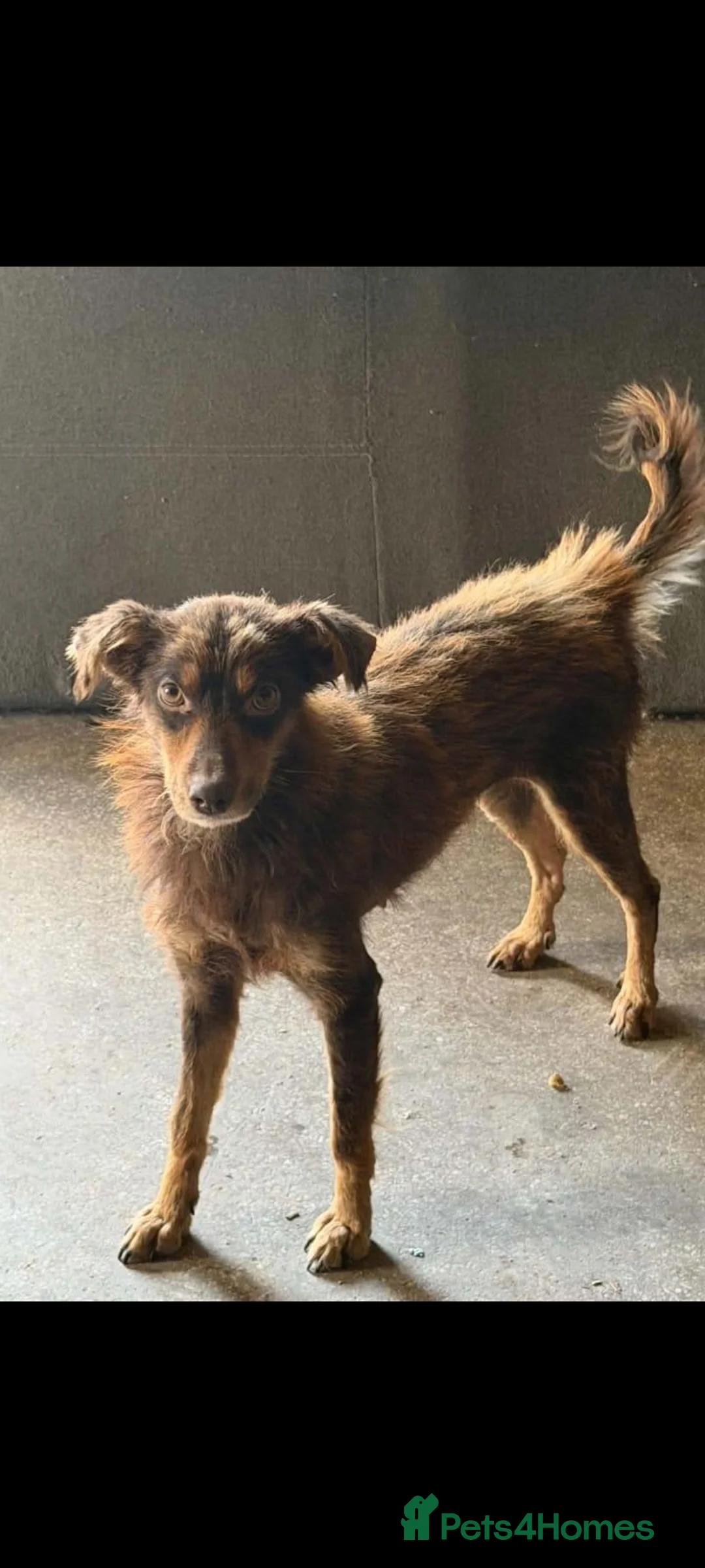 Mixed Breed dogs for adoption: Dizzy, 3-4 yrs old approx. Available for adoption. in Brixham - Advert 2