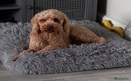 Cockapoo dogs for sale: ** 1 FEMALE COCKAPOO ** - Image 1