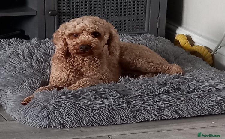Cockapoo dogs - Advert 10