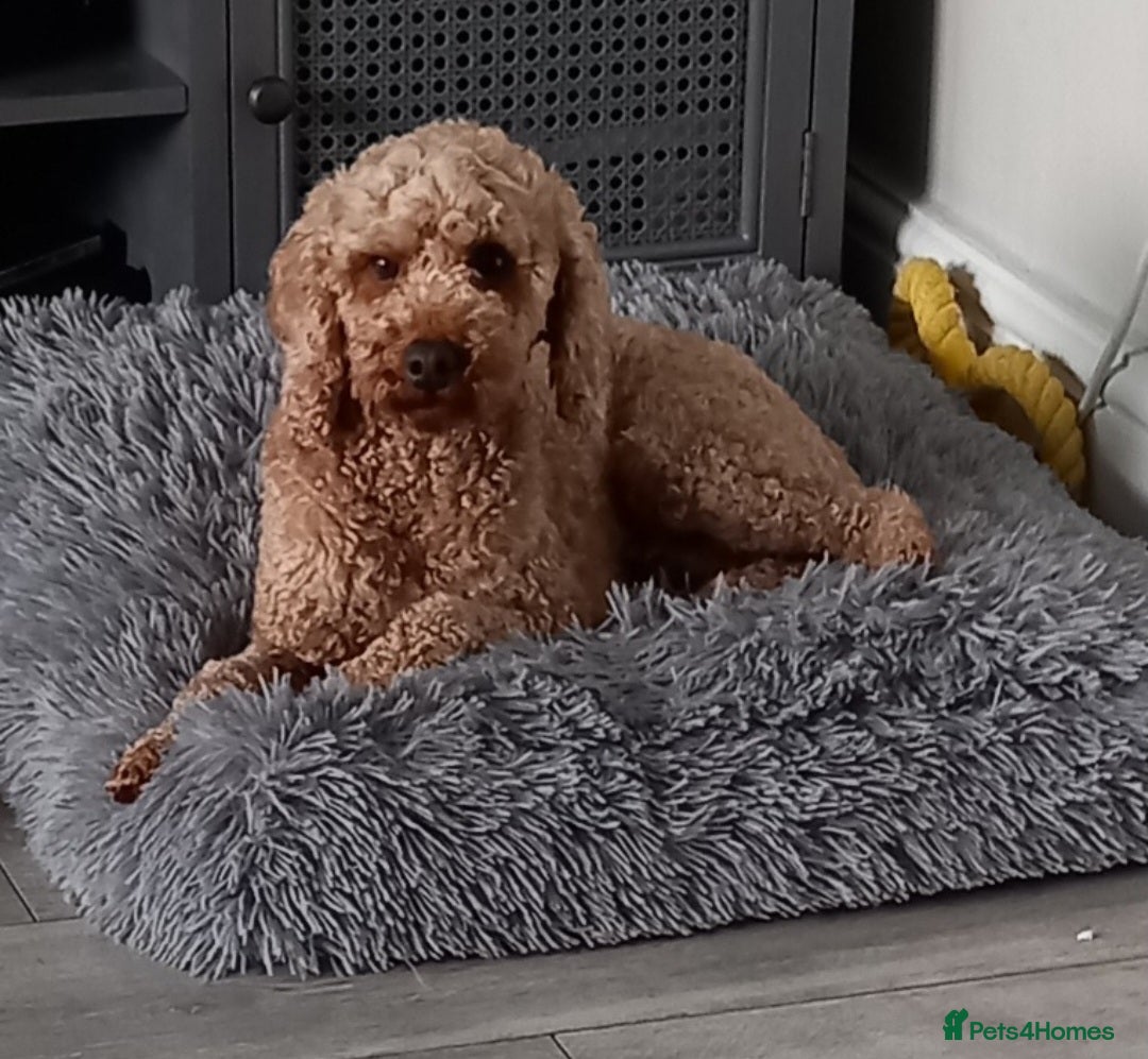 Cockapoo dogs for sale: ** 1 FEMALE COCKAPOO ** - Image 1