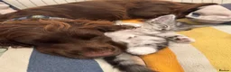 Cocker Spaniel dogs for sale: Beautiful pedigree Cocker Spaniel puppies.  in Camelford - Advert 3