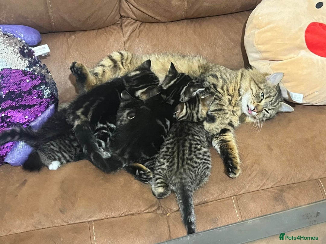 Mixed Breed cats for sale: Adorable kittens - Advert 6