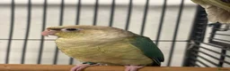 Conures birds for sale: Hand Reared Various Baby Conures  - Advert 4