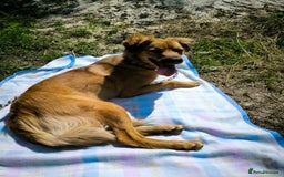 Mixed Breed dogs for adoption: 🐶💖 MIAH 💖🐶 - Image 24