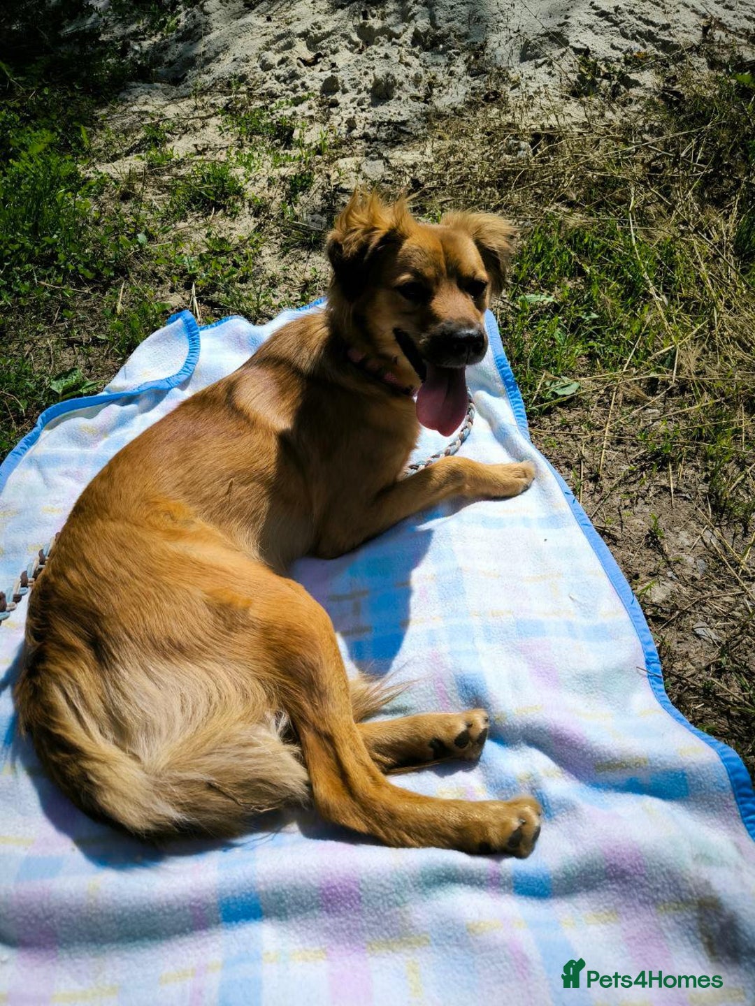 Mixed Breed dogs for adoption: 🐶💖 MIAH 💖🐶 - Image 24