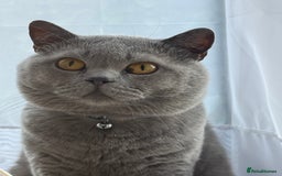 British Shorthair cats for sale: British shorthair  - Image 2