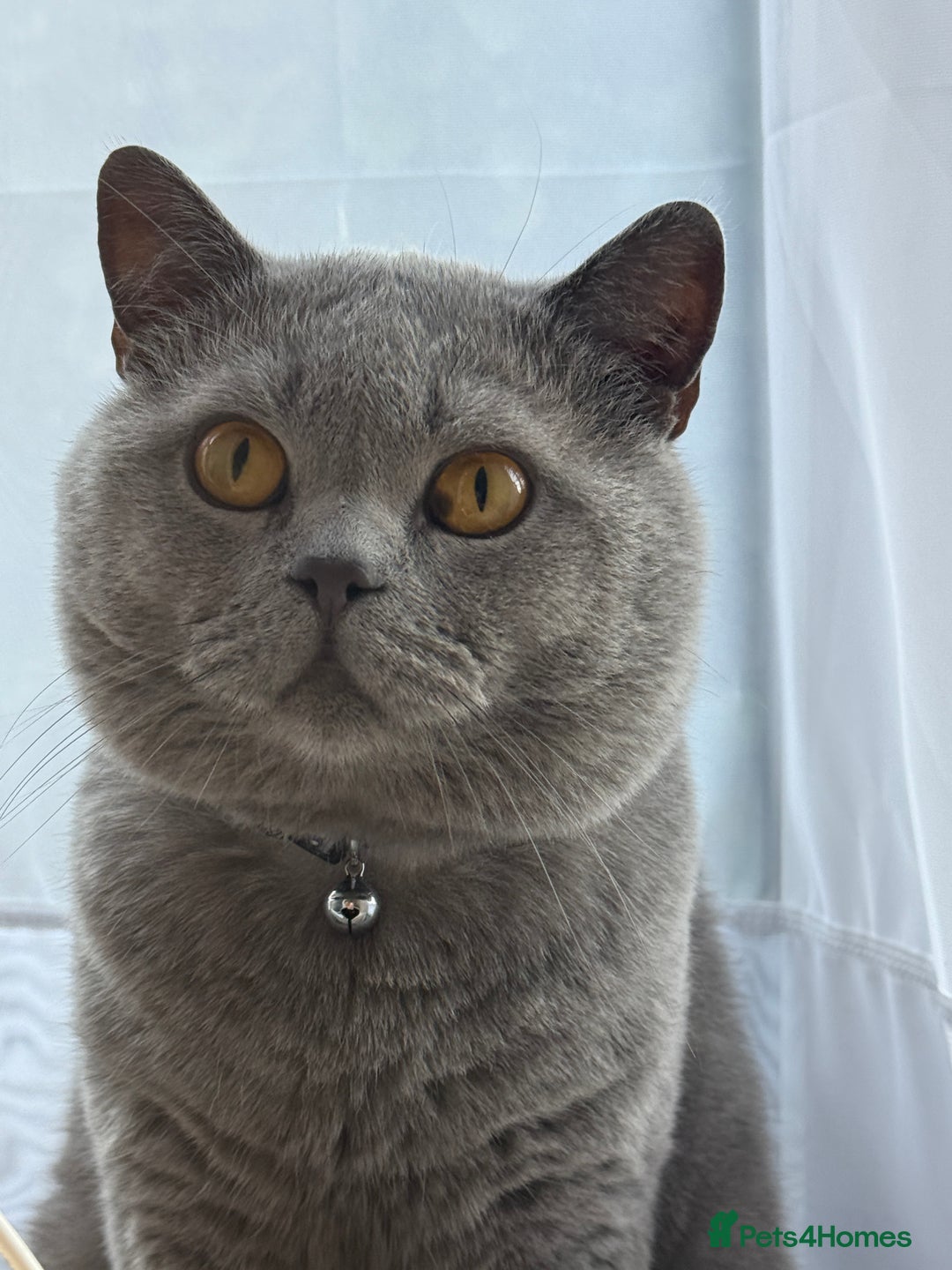 British Shorthair cats for sale: British shorthair  - Image 2
