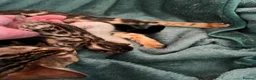 Bengal cats for sale: Brown Bengal Boy (last one) - Advert 20