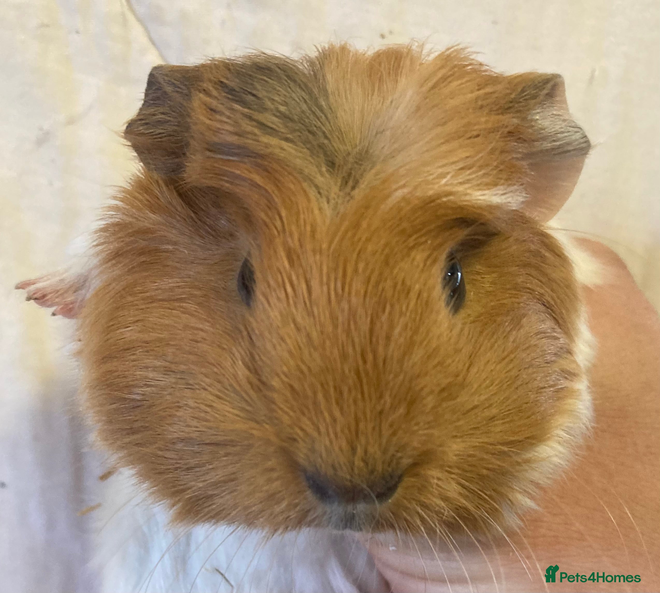 Guinea Pig rodents Baby Female Guinea Pigs For Sale  - Advert 4