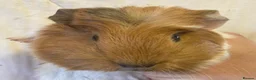 Guinea Pig rodents for sale: Baby Female Guinea Pigs For Sale  - Advert 2