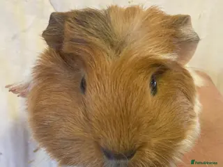 Guinea Pig rodents Baby Female Guinea Pigs For Sale - Advert 15