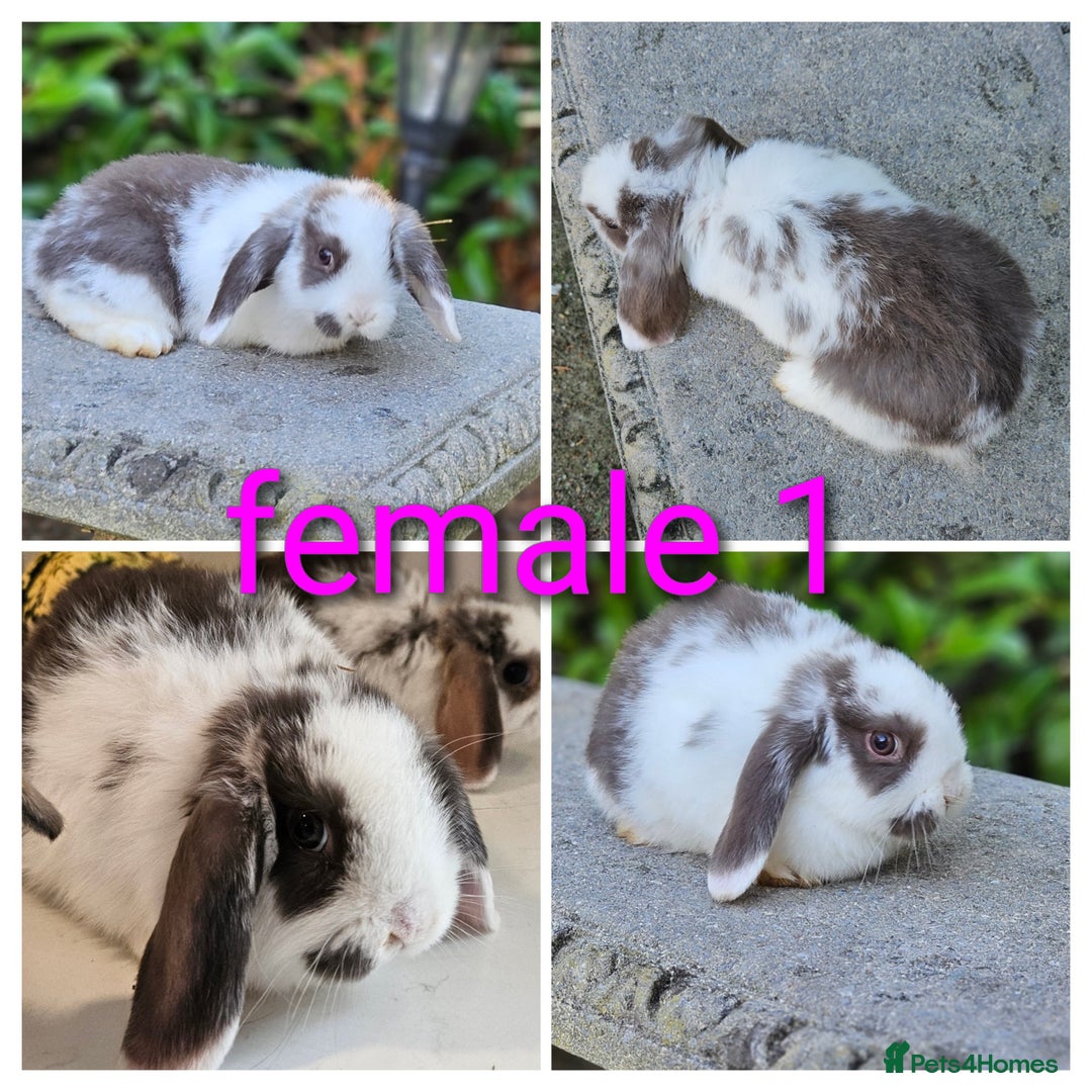 Mini Lop rabbits for sale: Gorgeous pure Bred baby mini lop rabbits - Image 4