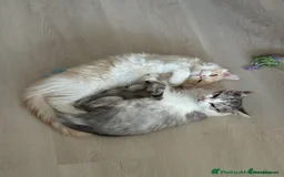Munchkin cats for sale: Pedigree TICA Munchkin Kittens – Short Legs 🐈 - Image 14