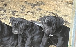 Cane Corso dogs for sale: Top quality  - Image 23