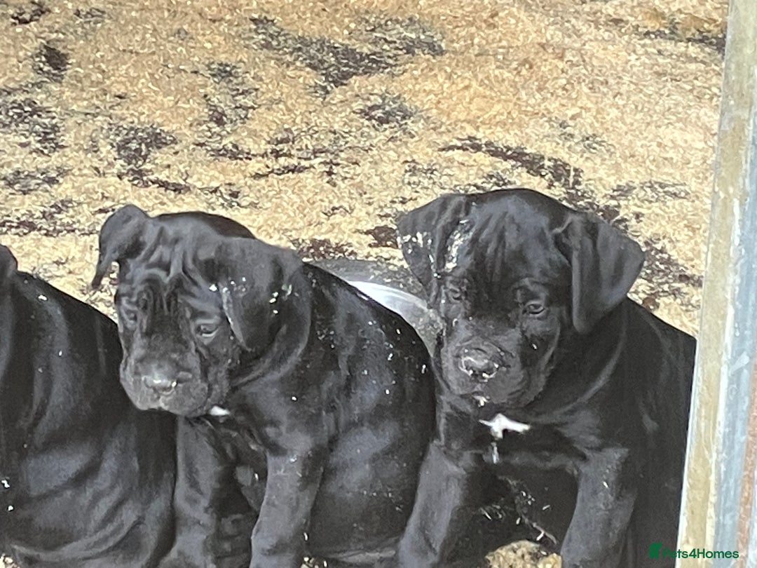 Cane Corso dogs for sale: Top quality  - Image 23