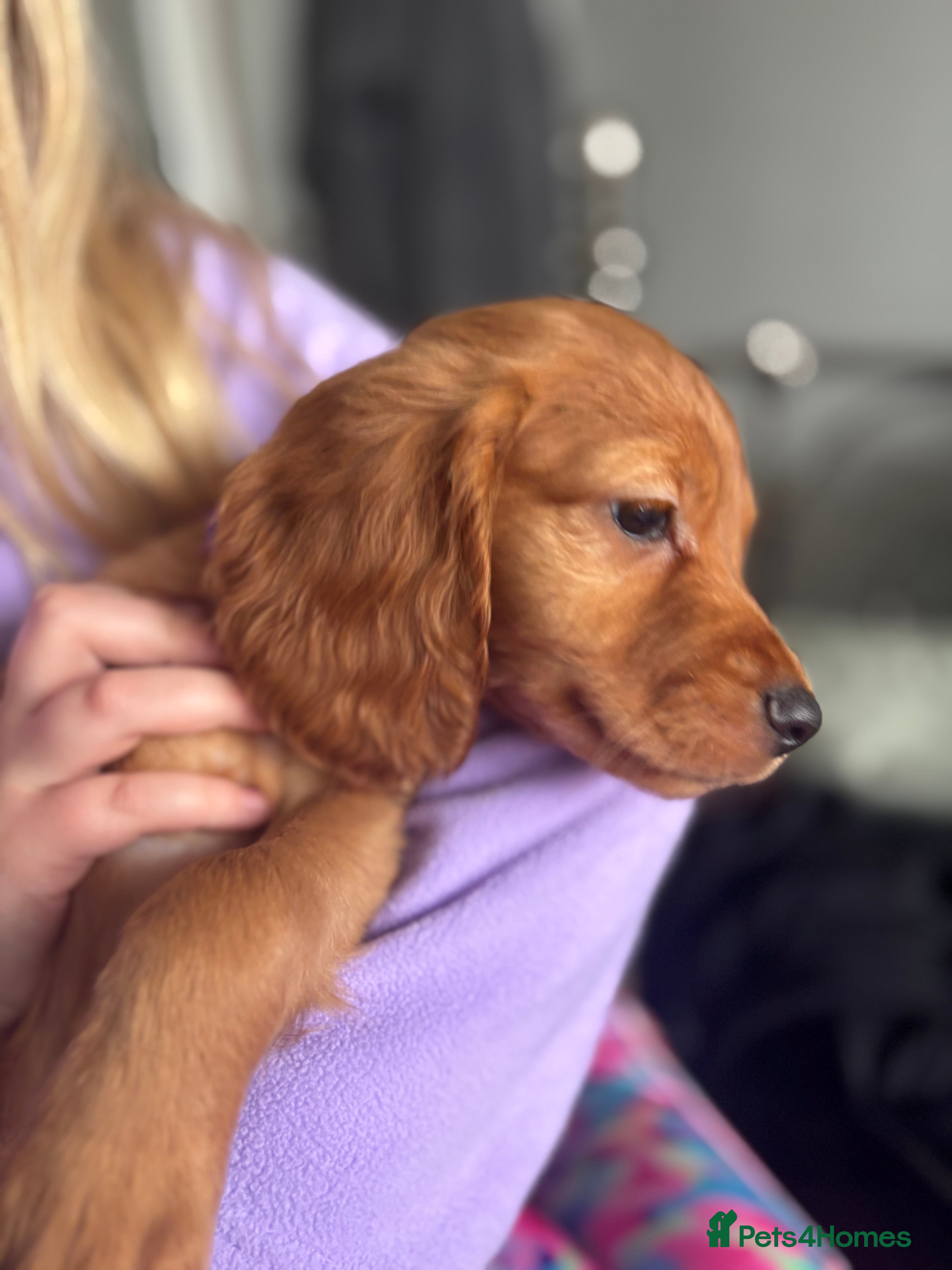 Cocker Spaniel dogs 🐶Ready to go🐶Cocker spaniel puppies 🐶  - Advert 5