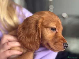 Cocker Spaniel dogs 🐶Ready to go🐶Cocker spaniel puppies 🐶 - Advert 5