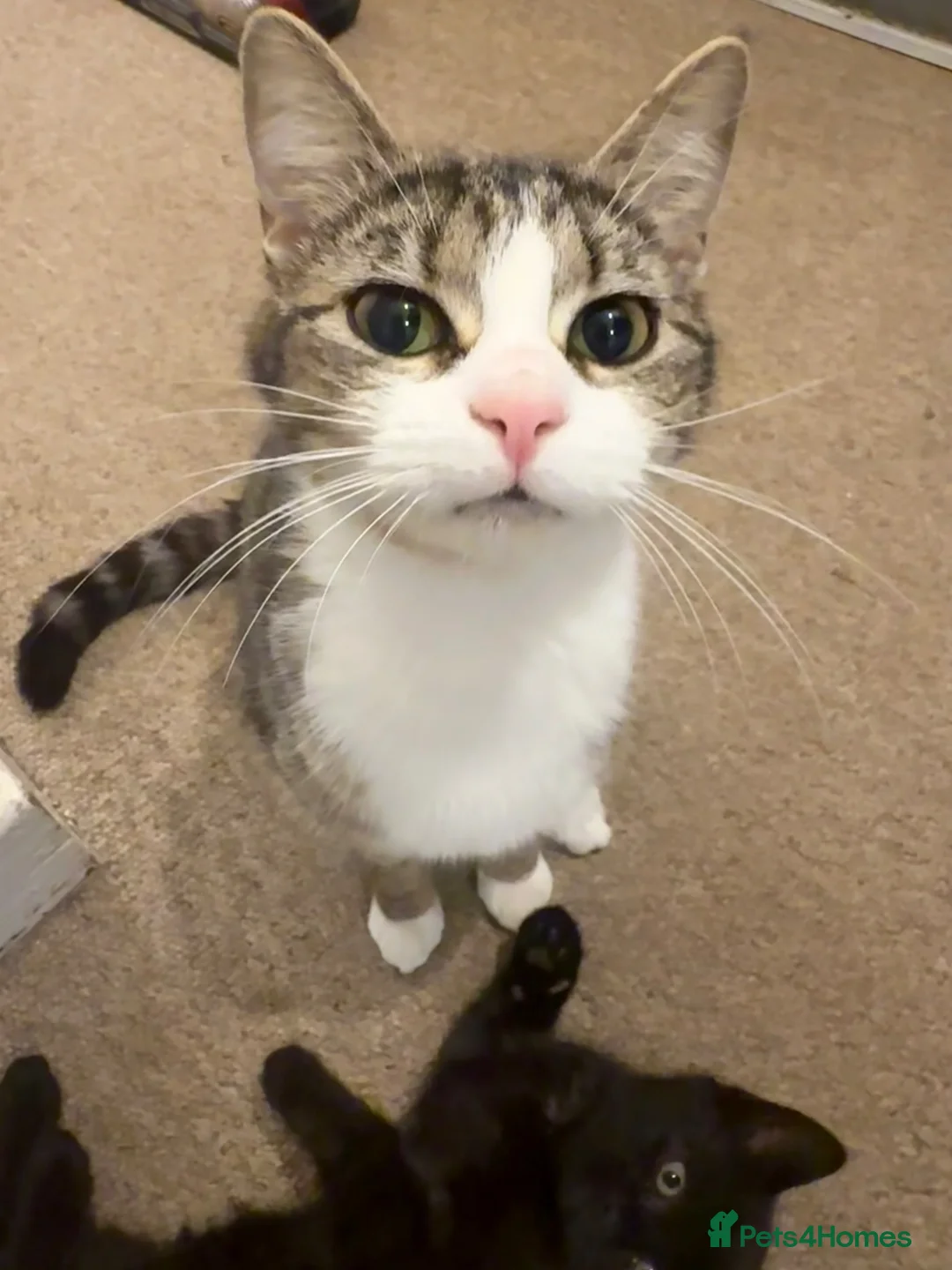 Mixed Breed cats for sale: Kittens in Fakenham - Advert 2