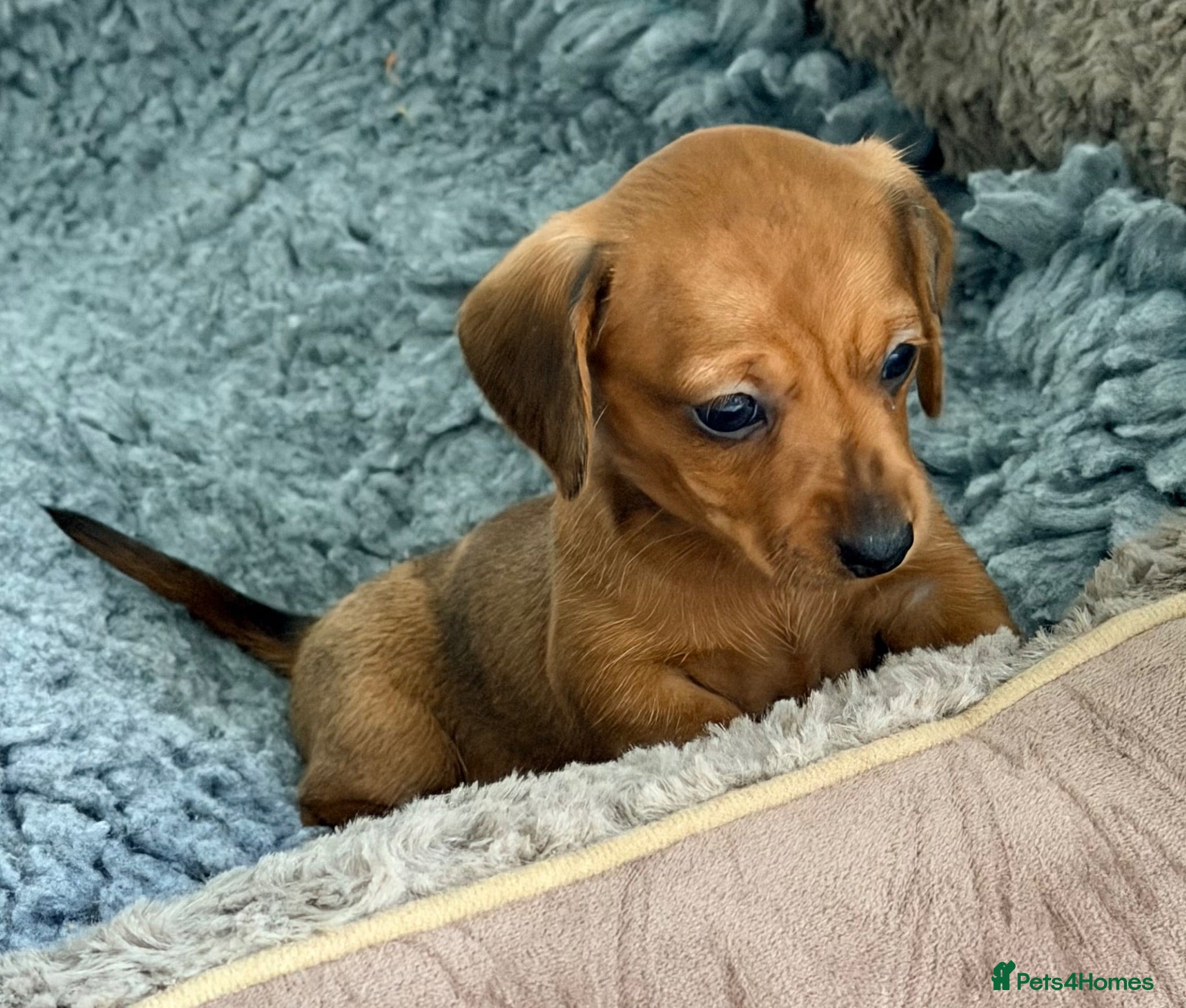 Miniature Dachshund dogs KC PRA Clear Champion Line Dapple Mini Dachshunds  - Advert 1
