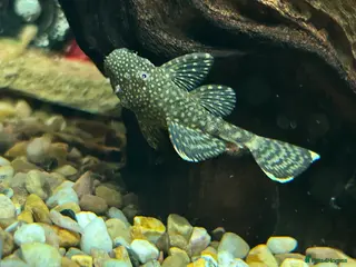 Plecos fish Juvenile Bristlenose Plecos - Advert 17