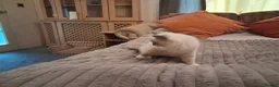 Ragdoll cats for sale: 3 boys  - Advert 7