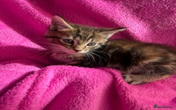 Maine Coon cats for sale: Beautiful Maine Coon Cross Kittens  - Image 24