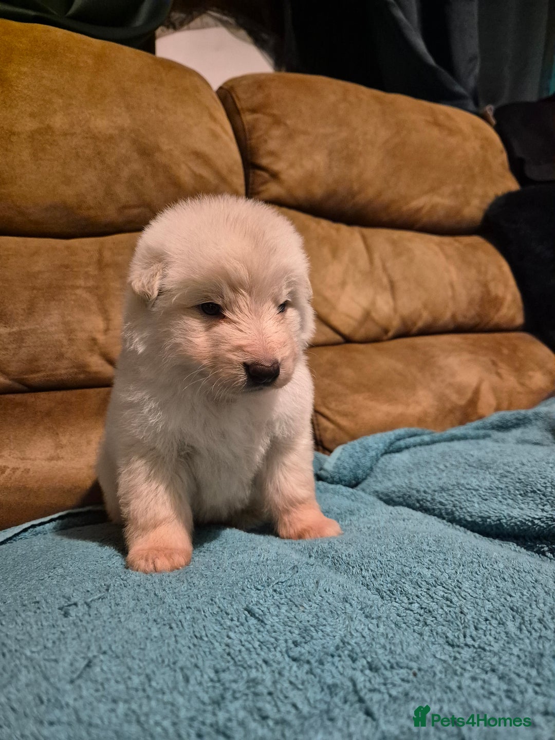 German Shepherd dogs for sale: KC German Shepherd Puppies Blue, White & Black/Tan - Image 26