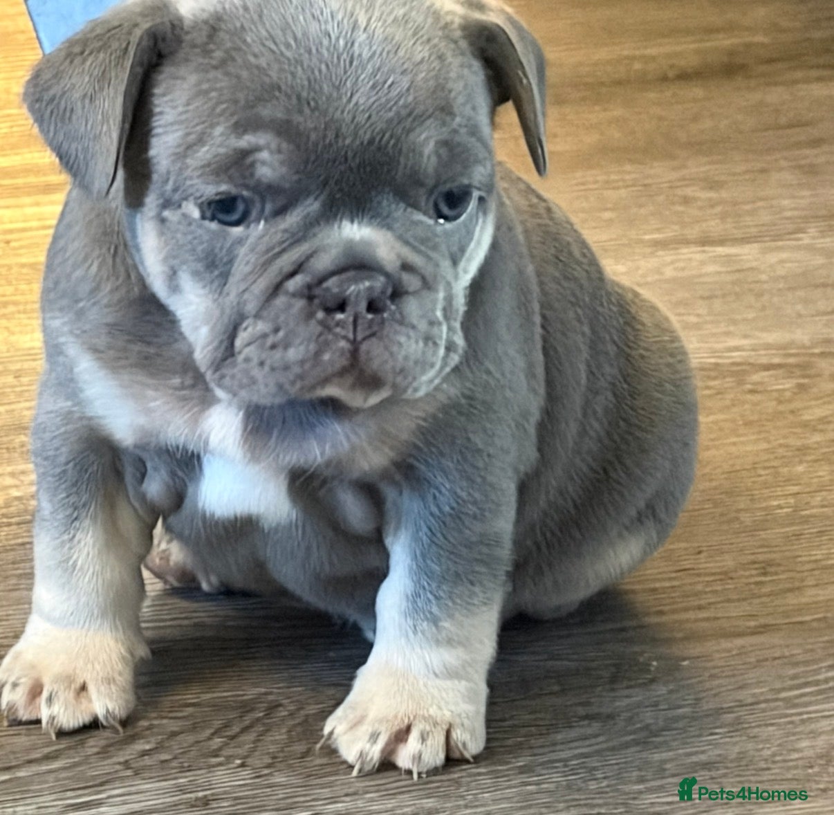 French Bulldog dogs French bull dog puppies  - Advert 13