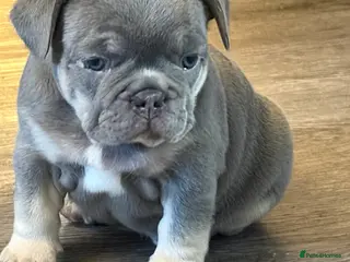French Bulldog dogs French bull dog puppies - Advert 13