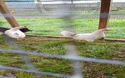 Chickens poultry for sale: Chicken  in Wigton - Image 2