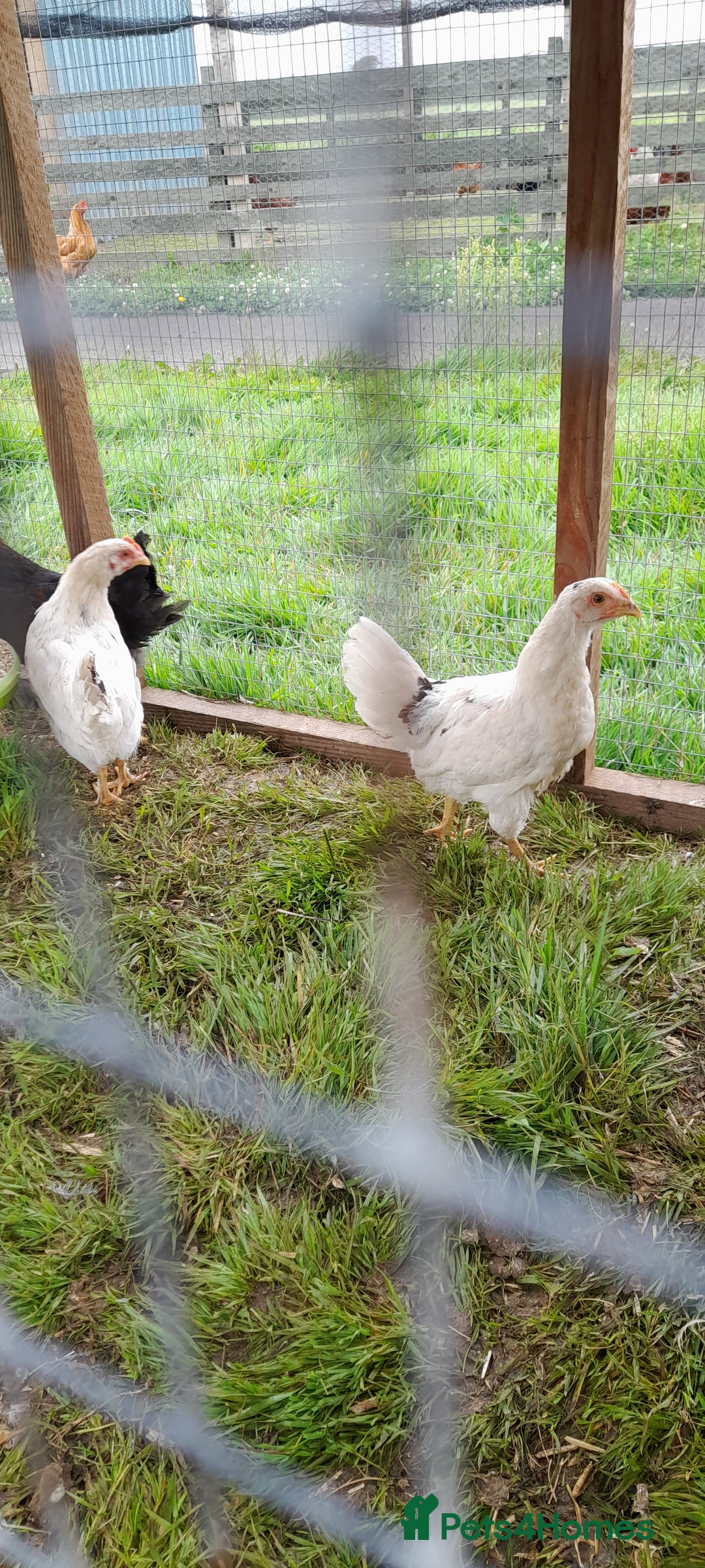 Chickens poultry for sale: Chicken  in Wigton - Image 2