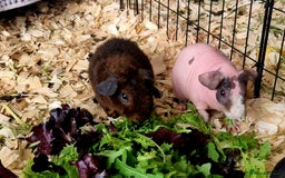 Guinea Pig rodents for sale: Two brothers for sale. - Image 1