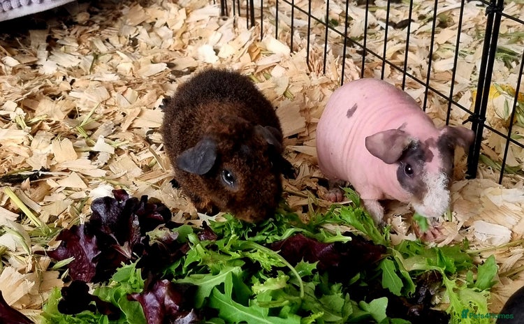 Guinea Pig rodents - Advert 1