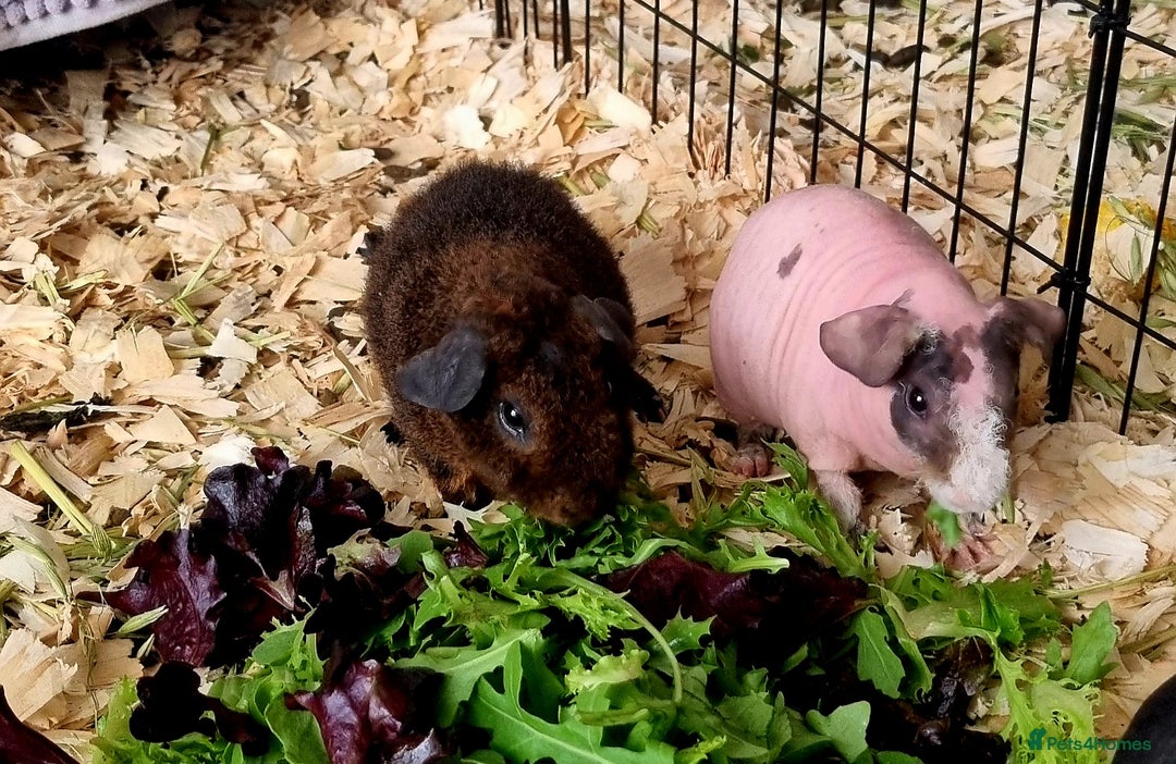 Guinea Pig rodents for sale: Two brothers for sale. - Image 1