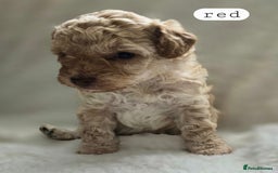 Toy Poodle dogs for sale: BEAUTIFUL TOY POODLES - Image 17
