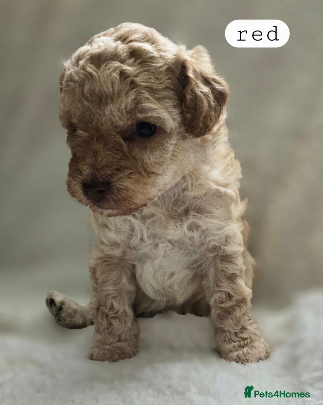 Toy Poodle dogs for sale: BEAUTIFUL TOY POODLES - Image 17