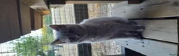 British Shorthair cats for sale: British Shorthair kittens in Horsham - Advert 3