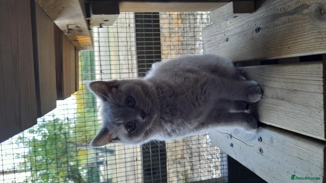 British Shorthair cats for sale: British Shorthair kittens in Horsham - Advert 3