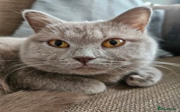 British Shorthair cats for sale: Gorgeous 20mth Female Lilac British Shorthair - Image 3