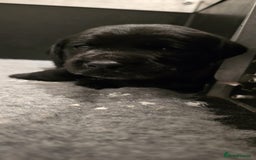 Labrador Retriever dogs for sale: Beautiful boys - Image 14