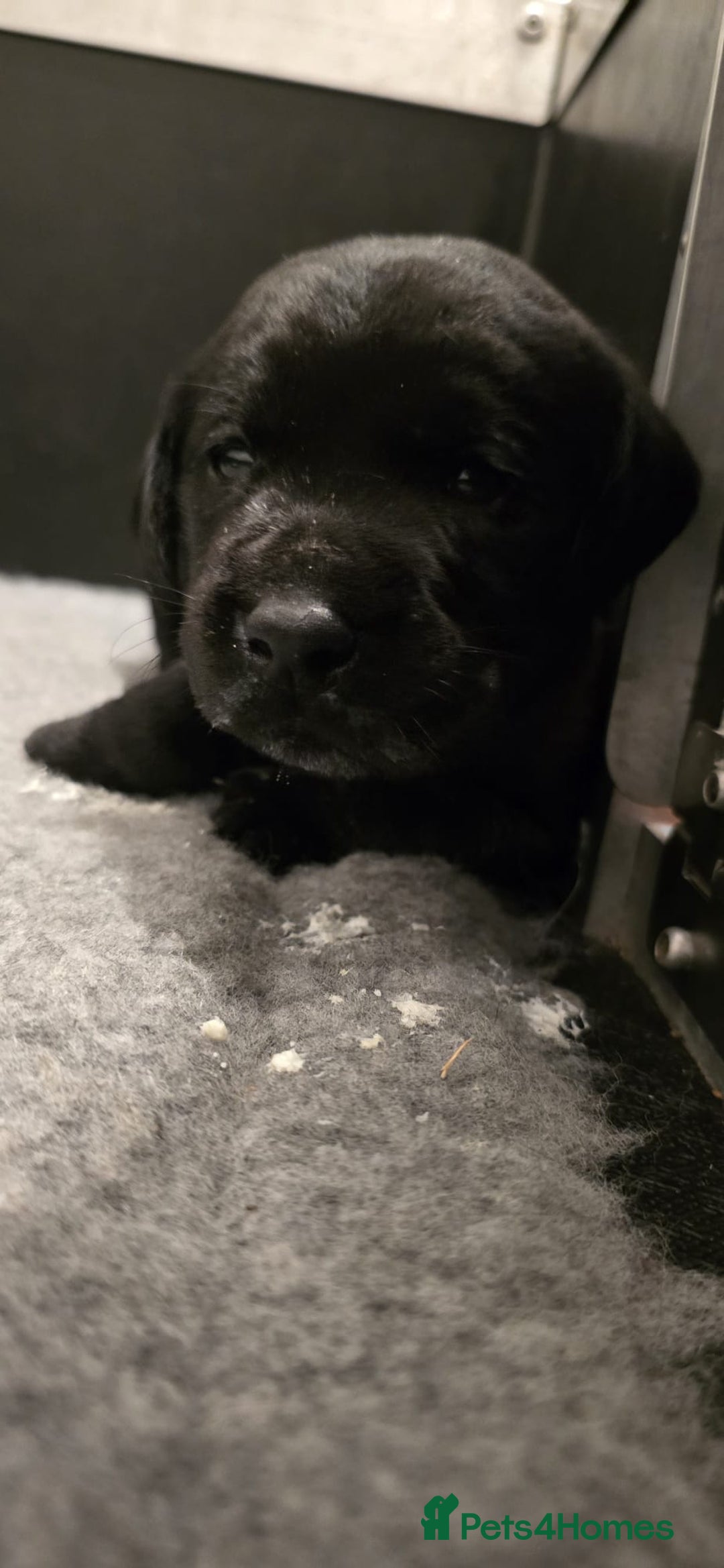 Labrador Retriever dogs for sale: Beautiful boys - Image 14