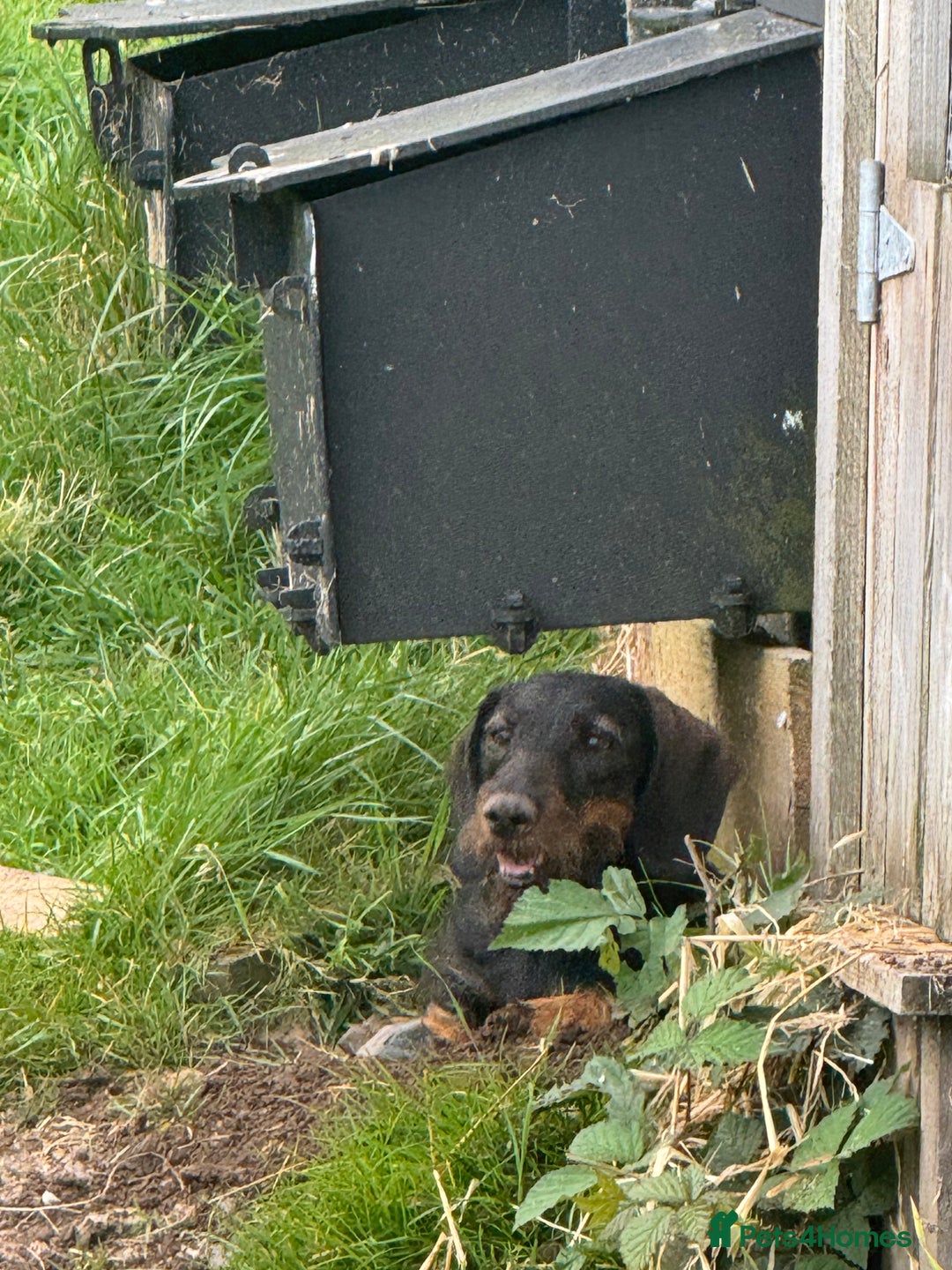Dachshund dogs for sale: Wire Haired Dachshund 'Teckel' puppies for sale - Image 9