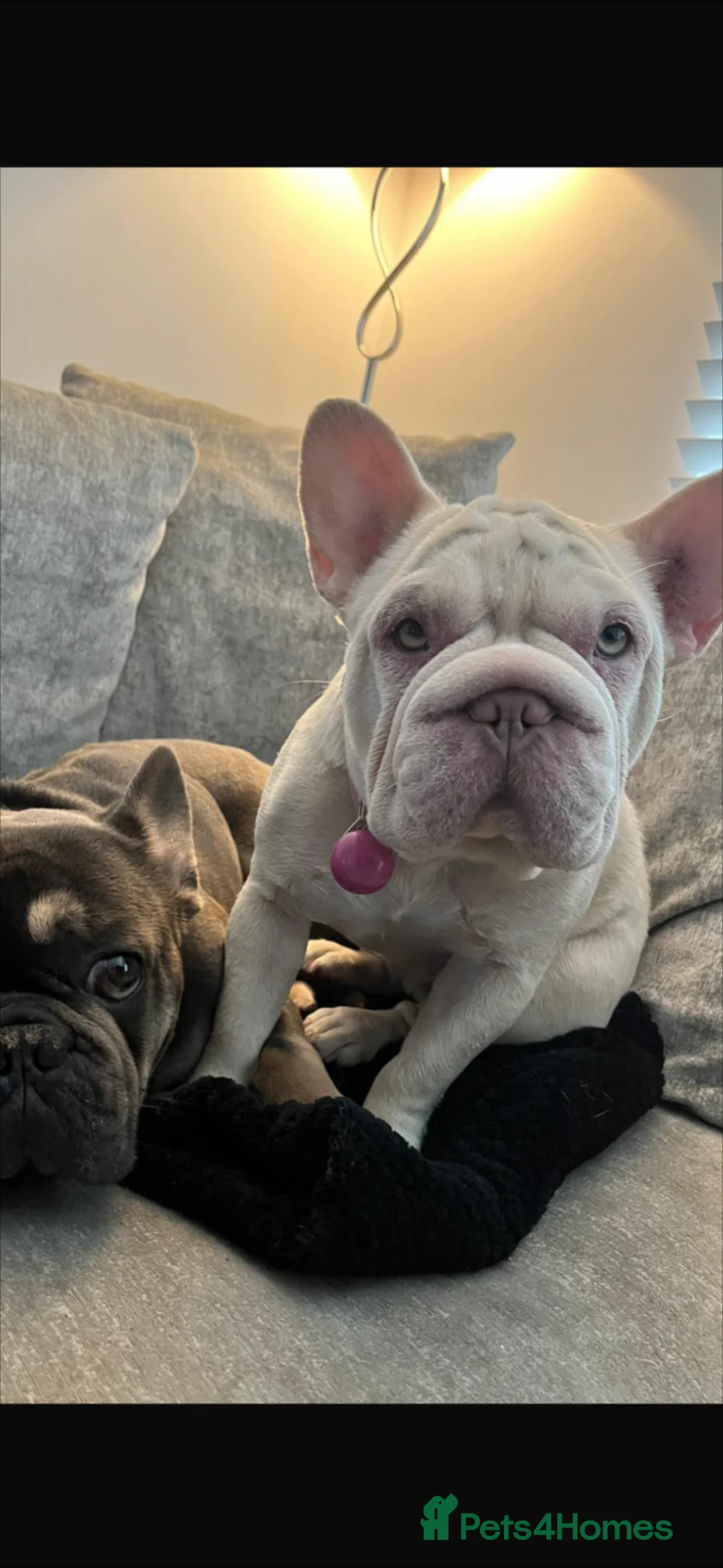 French Bulldog dogs for sale: 4 stunning french bulldog puppies for sale  - Advert 1